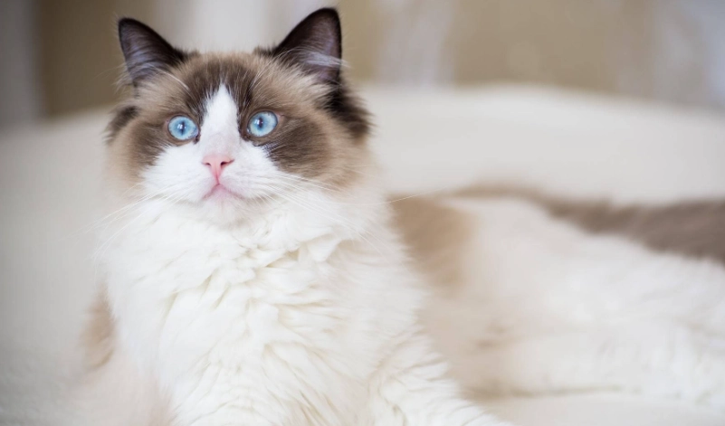 布偶貓健康檢查