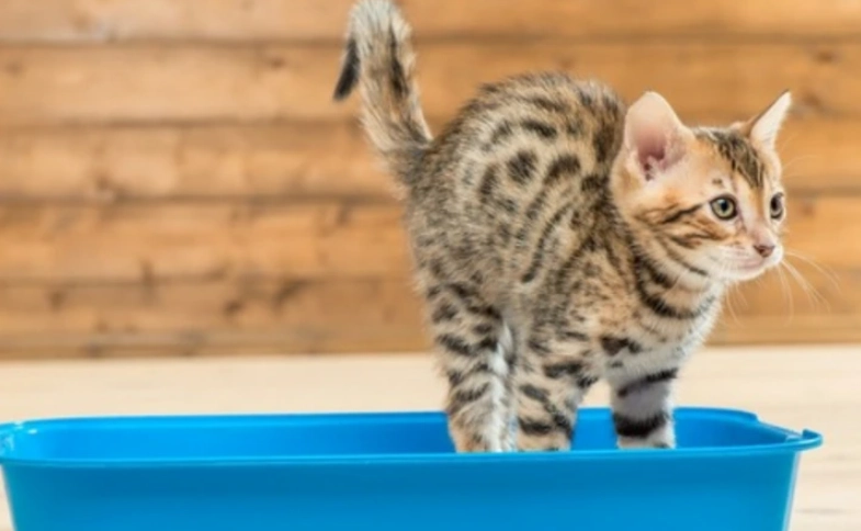 貓血尿原因深度解析：常見病因、症狀識別與緊急處理指南