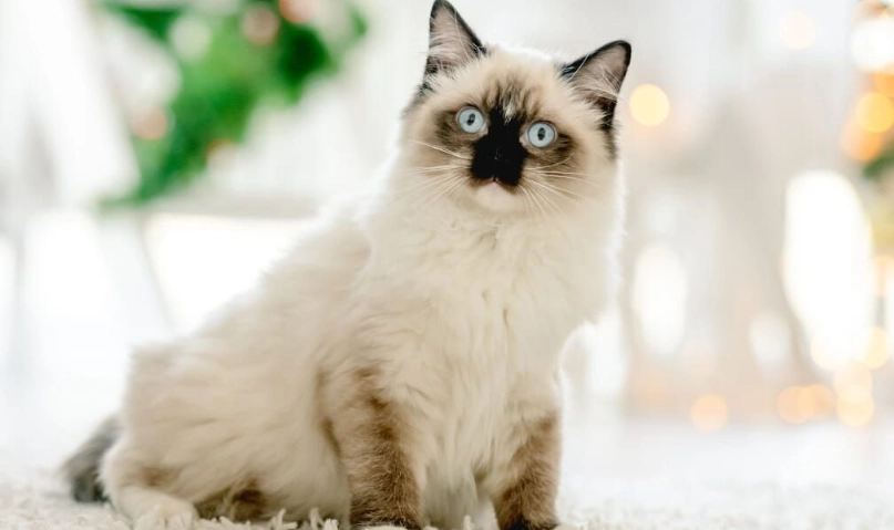 布偶貓病全攻略：症狀識別、預防與治療指南