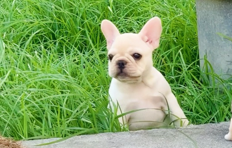 法鬥幼犬飼養全攻略：從挑選、照顧到常見問題一次解答