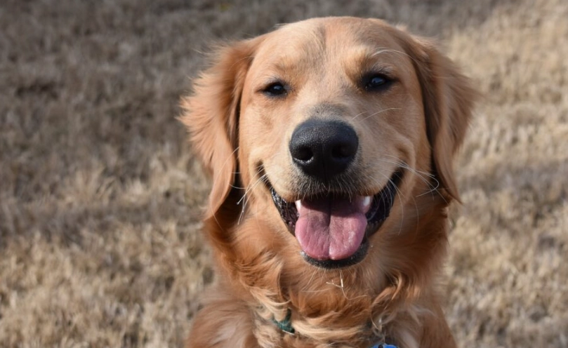 台灣黃金獵犬領養