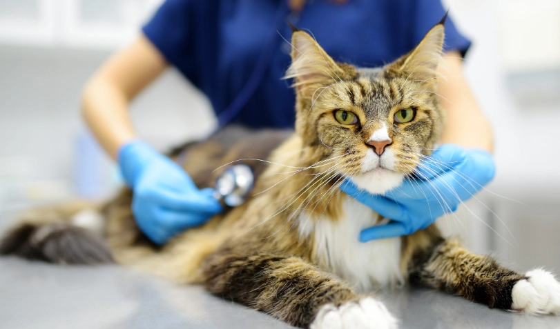 貓下泌尿道疾病