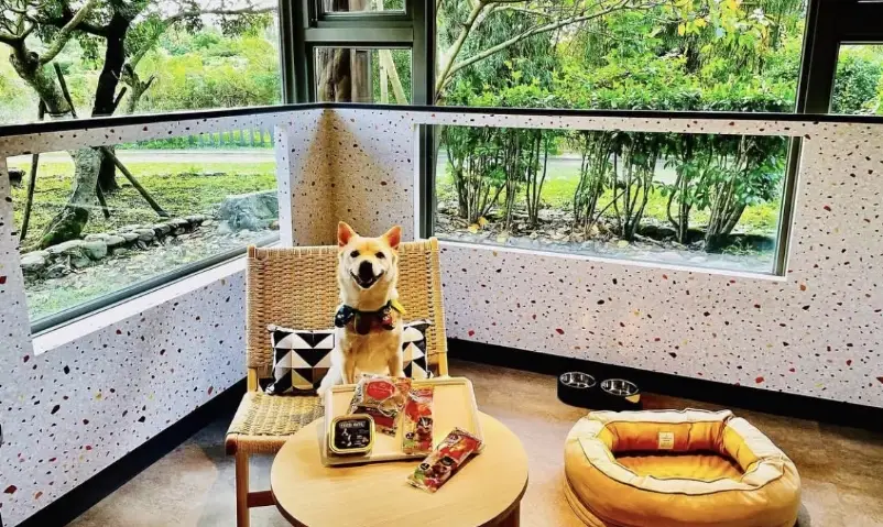 寵物室內遊樂場