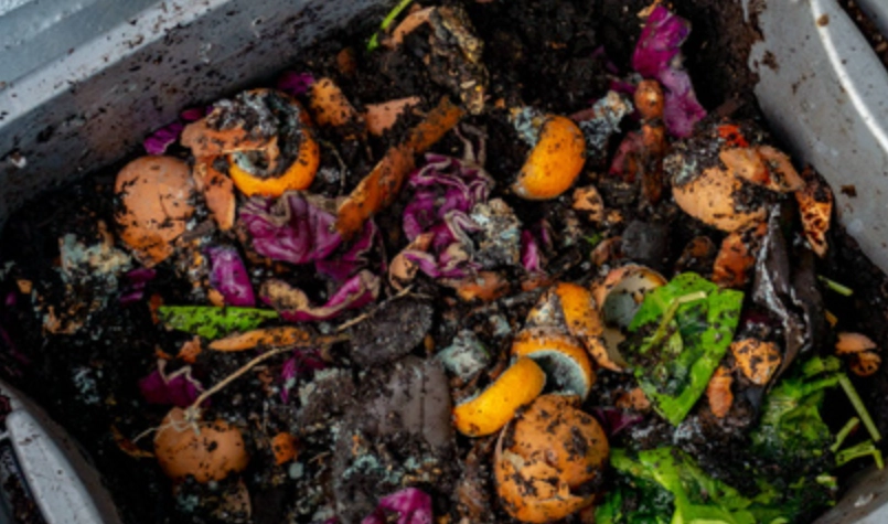 九層塔天然肥料製作指南：從廚餘到豐收的完整攻略