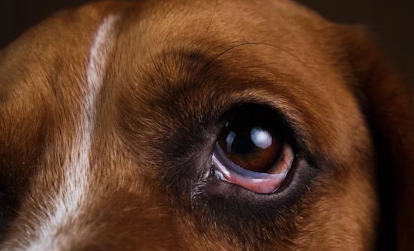 狗眼睛出血