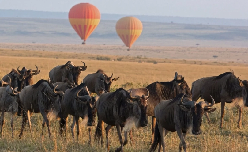 非洲動物大遷徙旅行團推薦：專家教你挑選完美行程與避坑指南