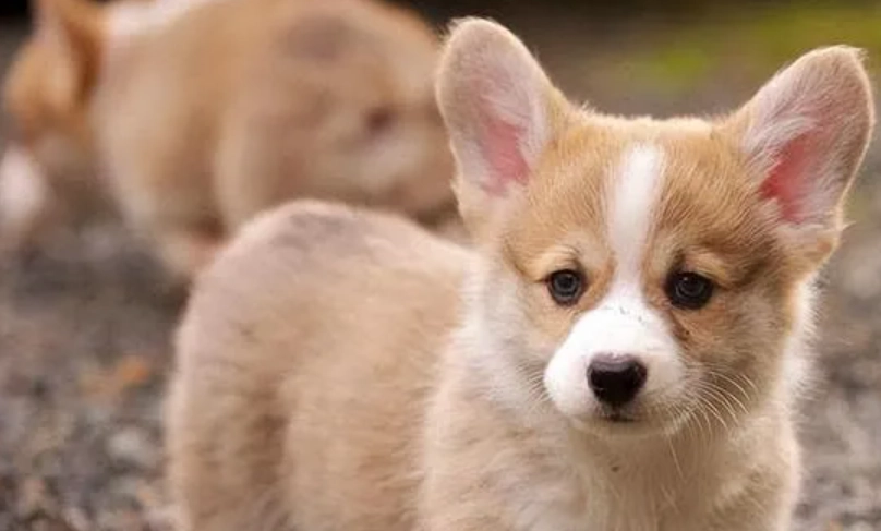 柯基飼養注意事項