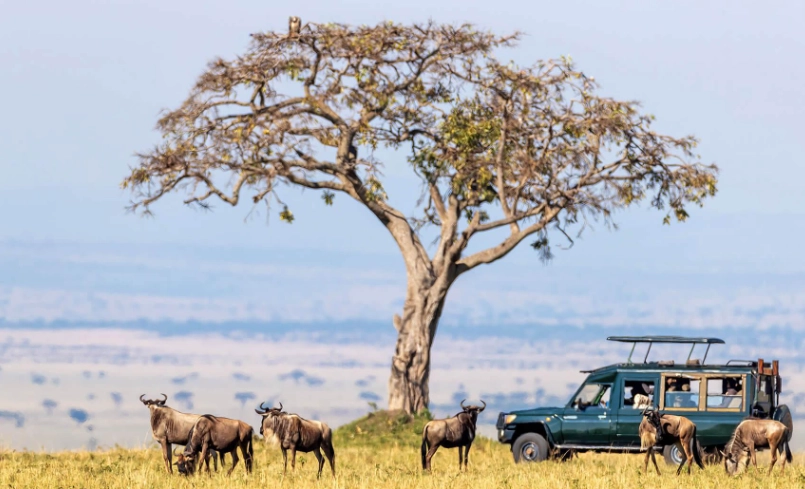 肯亞旅行團推薦｜專家評比五大旅行社，教你避開地雷行程