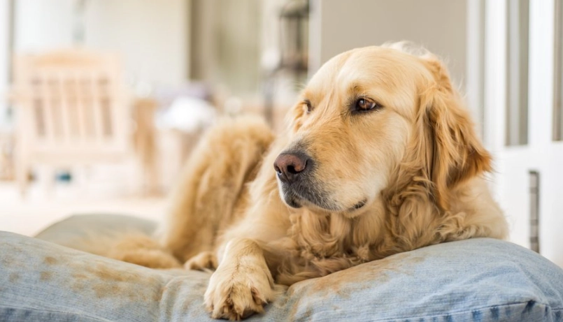 狗狗幾歲算老？獸醫教你判斷高齡犬的關鍵年齡與照護重點