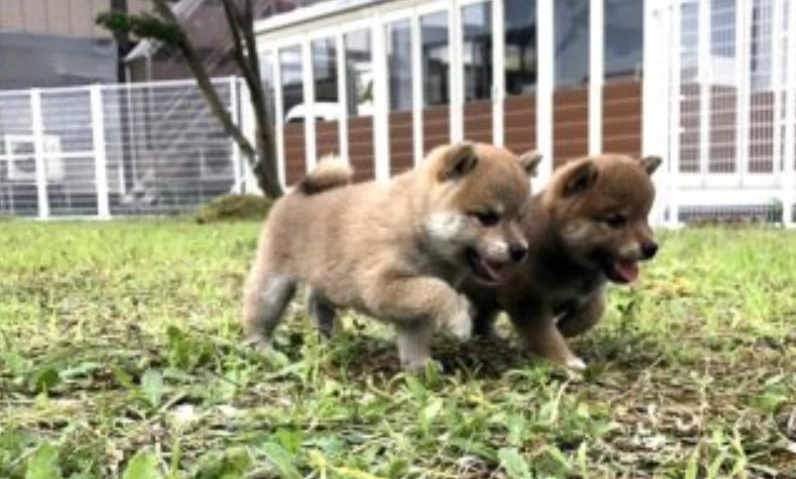 台灣 柴犬 犬舍