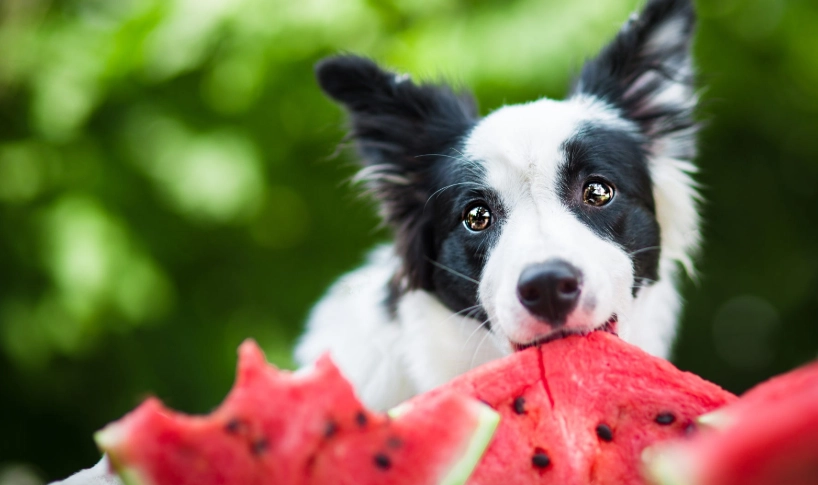 狗吃西瓜禁忌