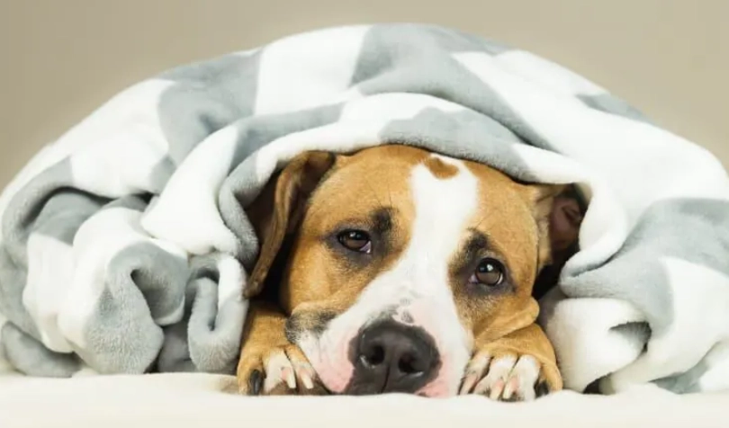 狗發燒處理方法