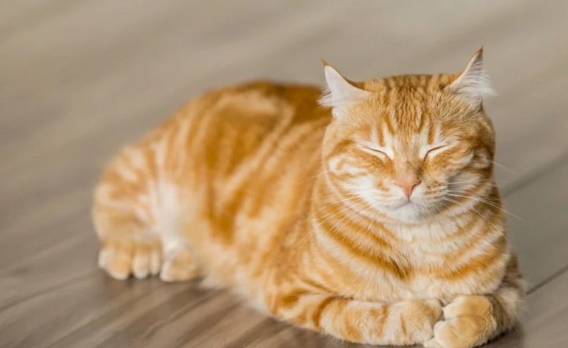 橘虎斑貓飼養全攻略：個性分析、照顧要點與常見迷思破解