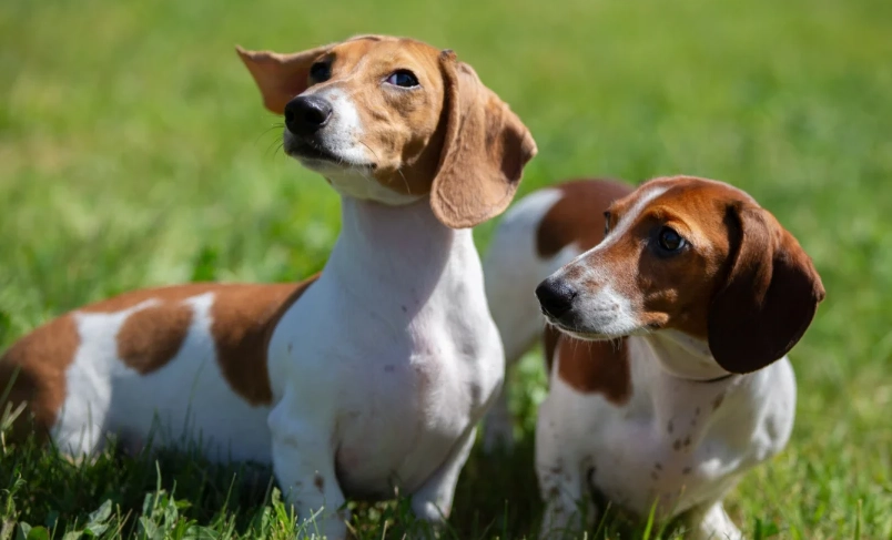 狗狗會自己回來嗎