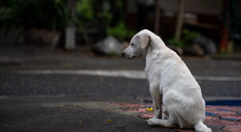狗狗走失後會自己回家嗎？專家解析歸家可能性與實用對策