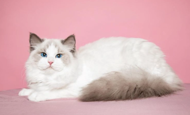 布偶貓成貓飼養全攻略：健康、行為與日常照護深度解析