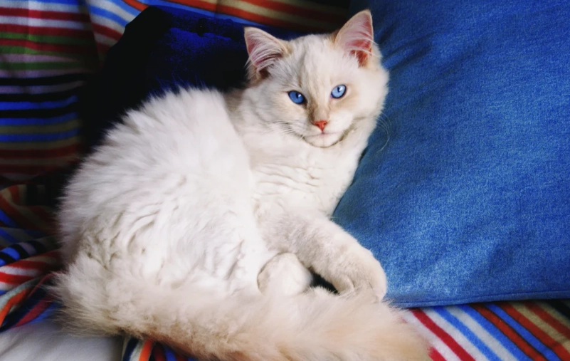 如何照顧布偶貓