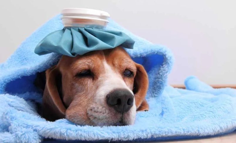 狗狗發燒怎麼辦？完整症狀判斷與居家處理指南