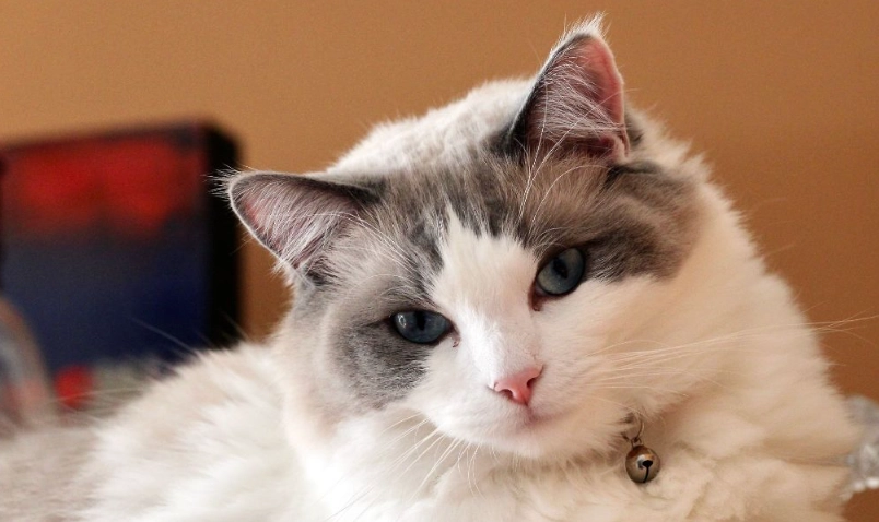 布偶貓平均壽命