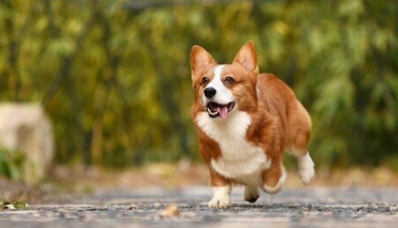 柯基犬優缺點全解析：飼養前必知的關鍵真相與實用建議