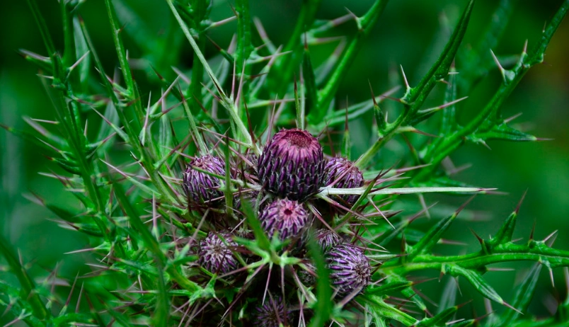 塔塔加薊是什麼？塔塔加健行必看的紫色精靈與觀賞指南