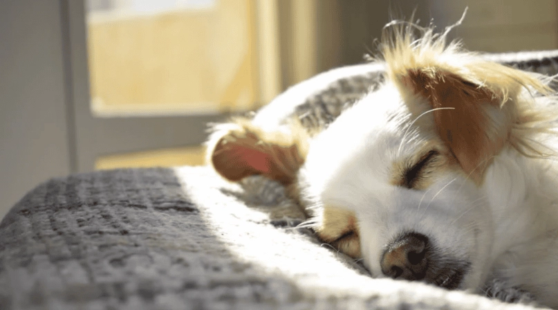 狗狗胰臟炎症狀