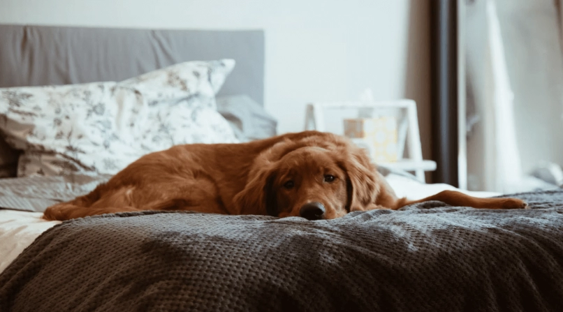 狗狗胰臟炎睡覺全指南：症狀觀察與居家護理要點