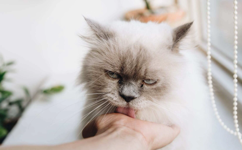 貓咪毛球症治療全攻略：預防與急救，獸醫沒告訴你的細節