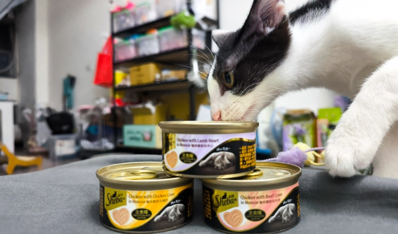 貓主食罐頭挑選