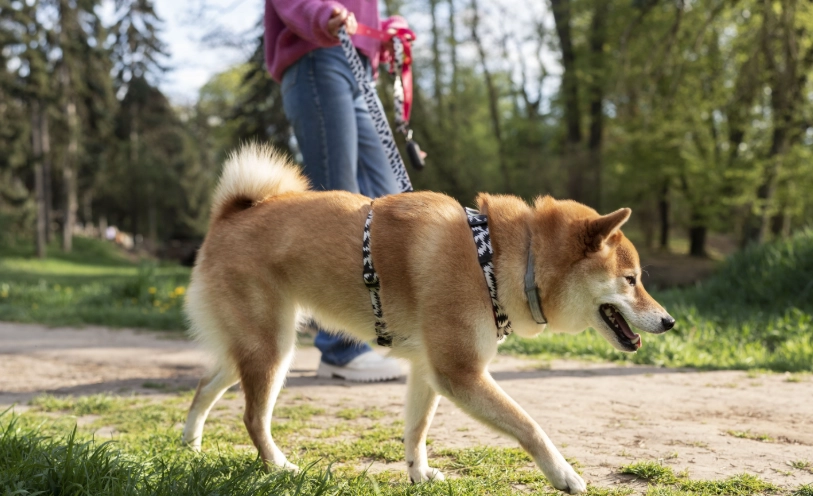 老年犬運動時間