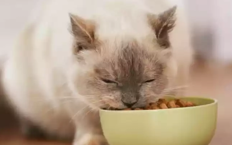 成貓一餐吃多少？完整餵食量計算與實用指南