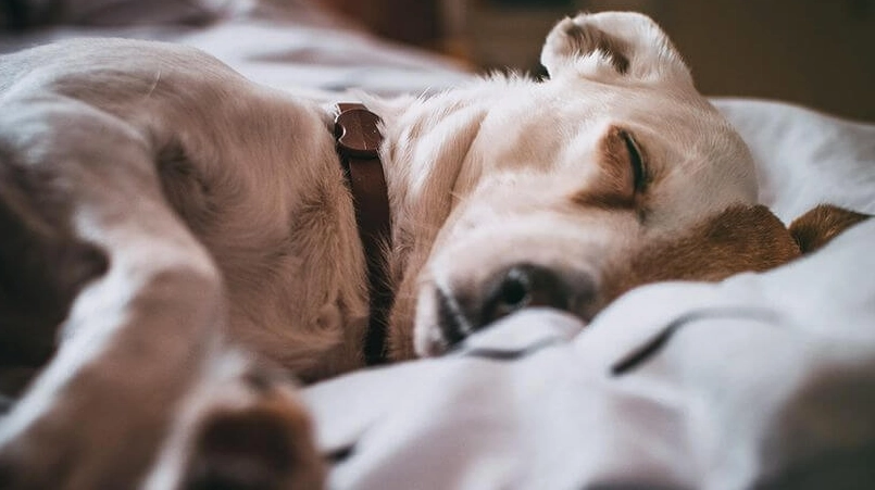 狗狗胰臟炎護理