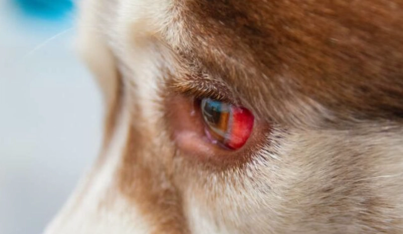 狗狗結膜炎