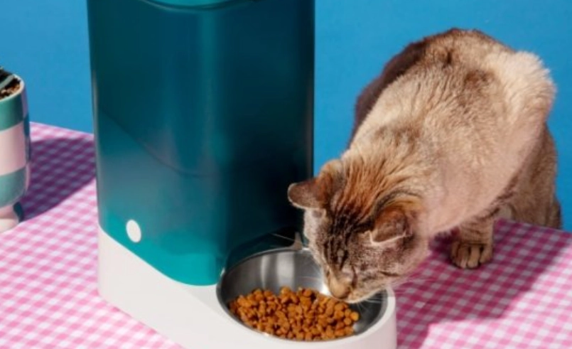 貓咪一天吃多少