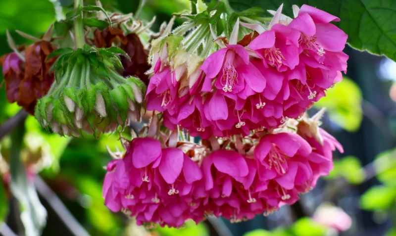 芙蓉花長不漂亮？三大關鍵與四季養護全攻略