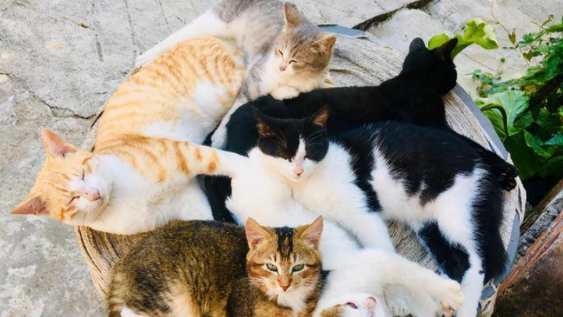 貓咪體重標準全解析：一秒判斷愛貓是否過胖的實用指南