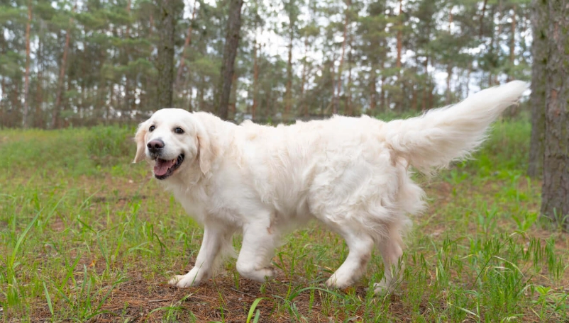 英系黃金獵犬照顧