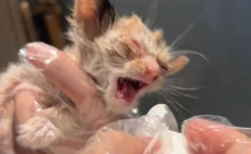 奶貓眼睛睜不開怎麼辦？原因解析與居家護理完整指南