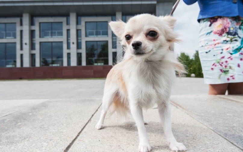 老年犬運動時間