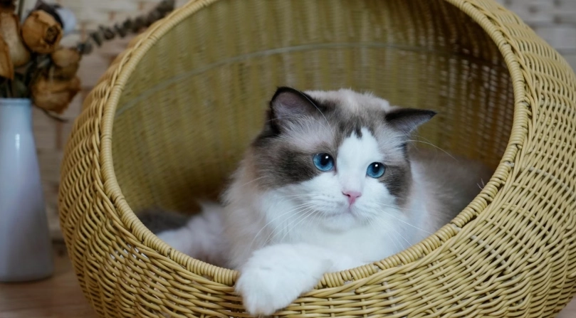 布偶貓平均壽命