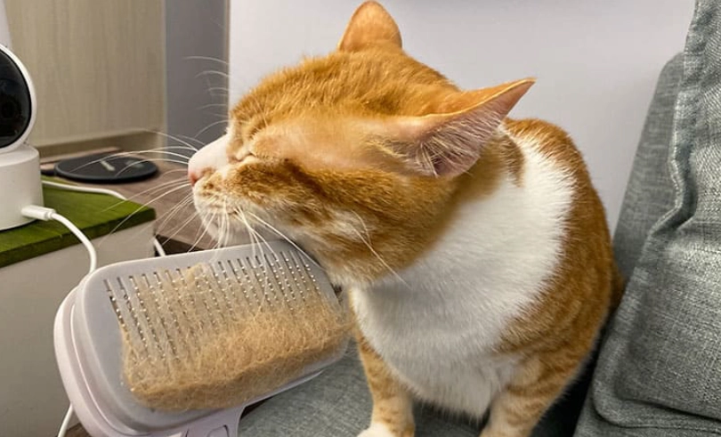 貓咪化毛膏推薦