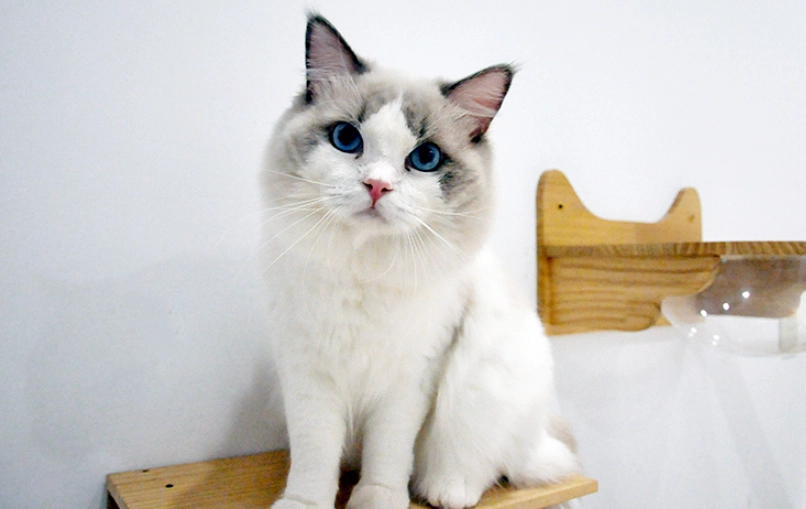 如何照顧布偶貓