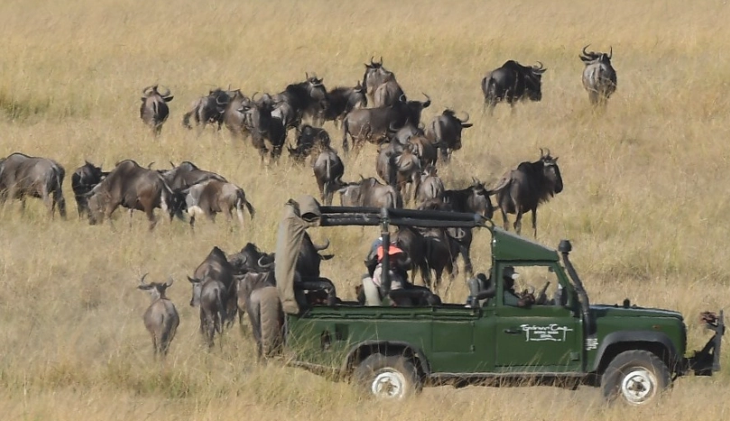 肯亞動物大遷徙旅行團
