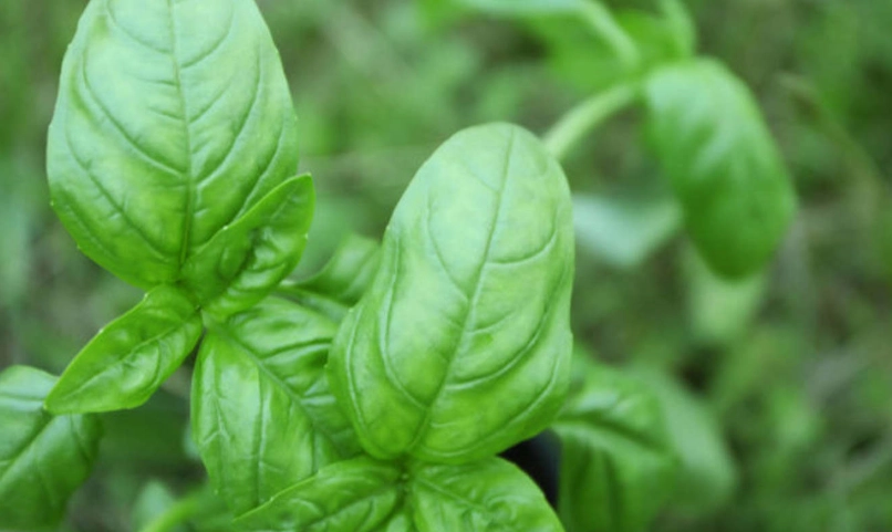 九層塔生長週期完整指南：從種子到豐收的關鍵步驟與秘訣