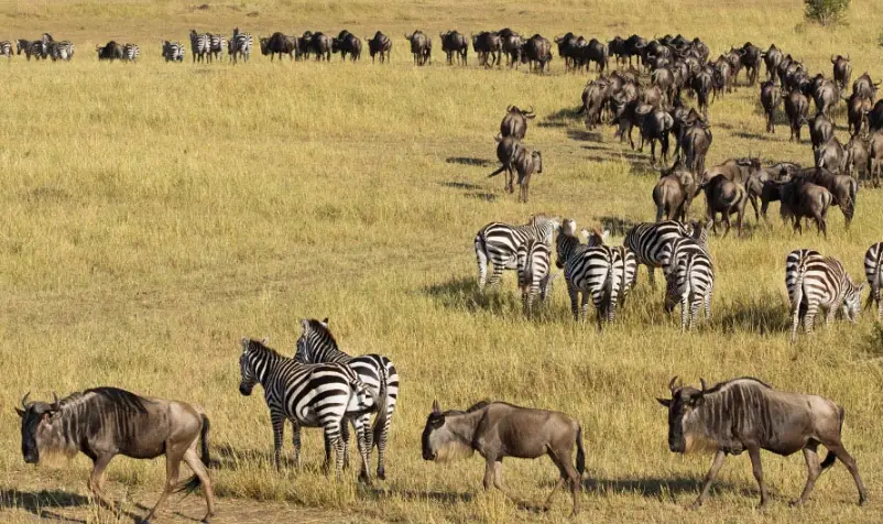 非洲動物大遷徙旅行社