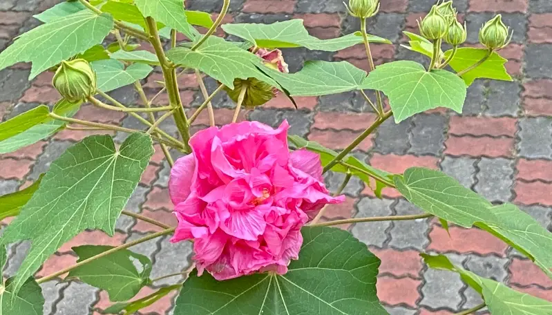 芙蓉不開花原因