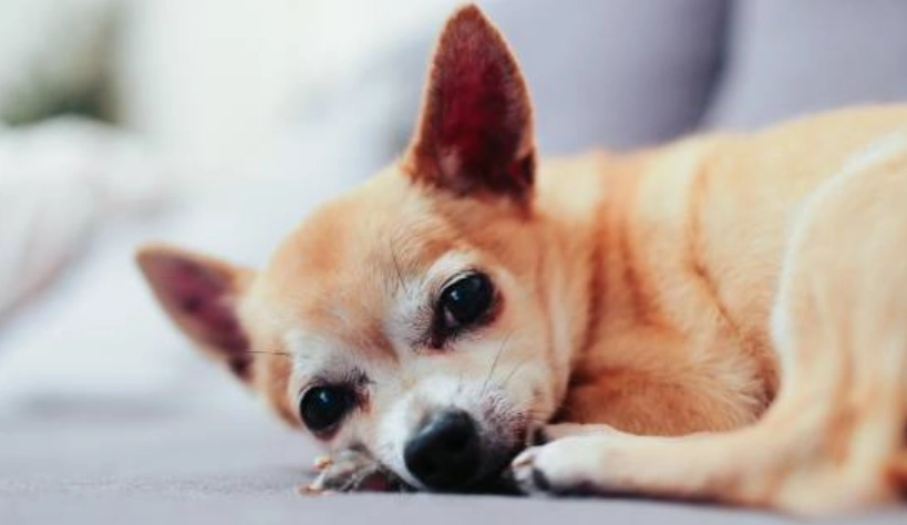 胰臟炎狗狗睡覺