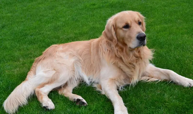 英系黃金獵犬挑選