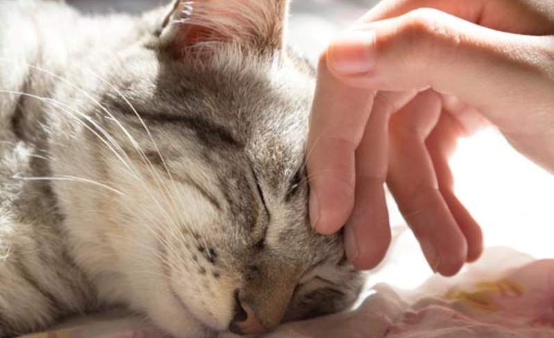 貓咪撫摸技巧