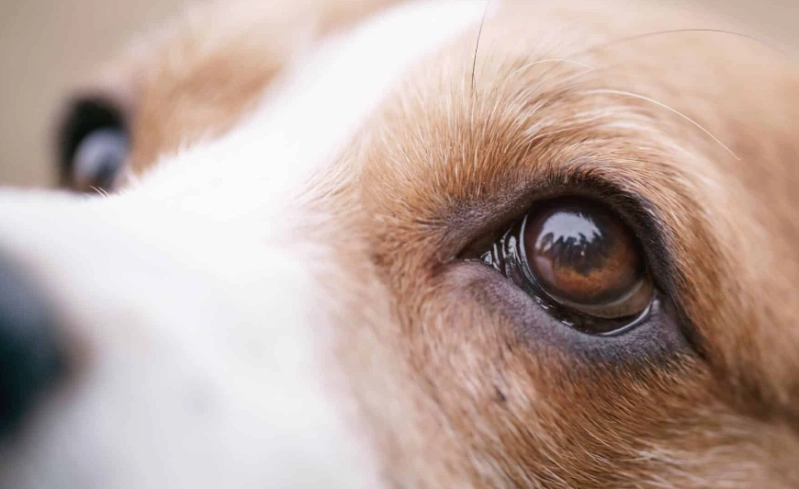 狗狗眼角受傷怎麼辦？完整緊急處理與居家護理指南